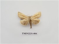 藏品(單排舟蛾)的圖片